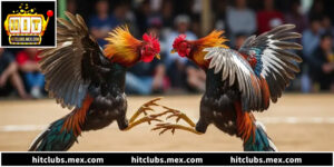 Bí Quyết Chinh Phục Đá Gà Campuchia Tại Đấu Trường Thomo