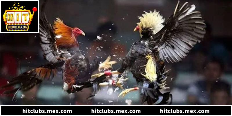 Bí quyết soi kèo đá gà Campuchia thắng lớn tại Hitclub