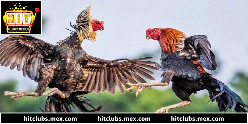 Bí quyết soi kèo đá gà Thomo bất bại tại Hitclub