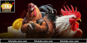 Kinh Nghiệm Đá Gà Thomo Hiệu Quả Giúp Thắng Lớn